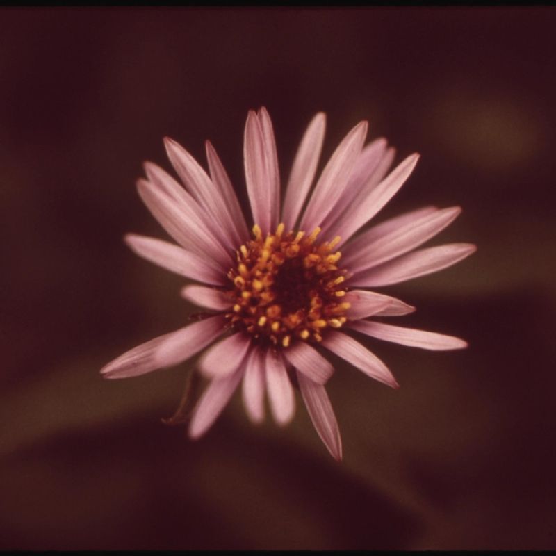 Różowy aster
