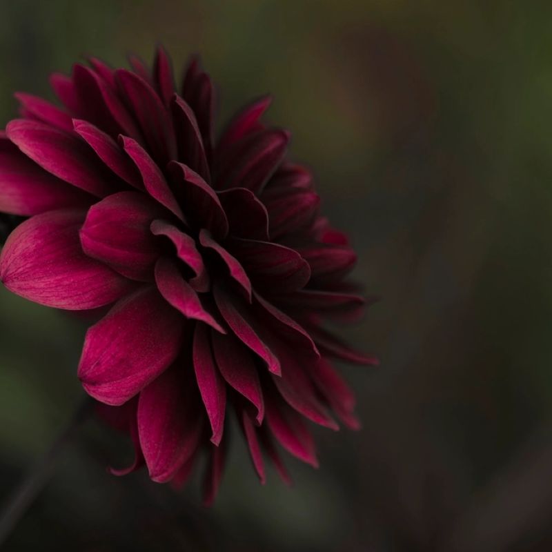 Bordowa dalia