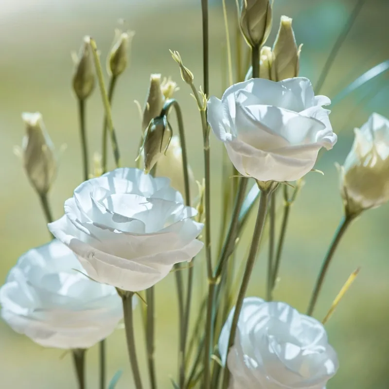 Biała eustoma