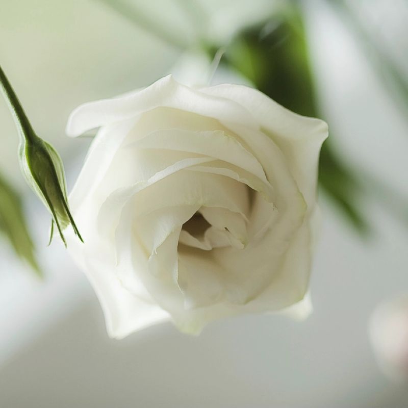 Biała eustoma