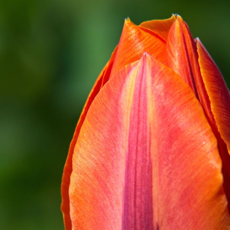 Pomarańczowy tulipan z bliska